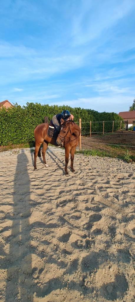 Knap, lief klein paardje (E pony), Dieren en Toebehoren, Paarden, Merrie, Niet van toepassing, Minder dan 160 cm, 3 tot 6 jaar