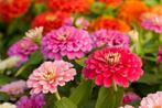 semences de zinnias, Ophalen of Verzenden, Voorjaar, Volle zon, Zaad