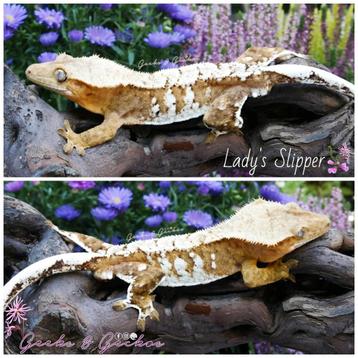 Wimpergekko (Correlophus ciliatus) man beschikbaar voor biedingen