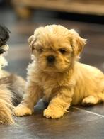 Chiots Lhassa apso, Autres races, Plusieurs, Parvovirose, Belgique