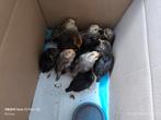 Kuikens te koop, Kip