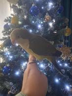 Conure souris eam, Sexe inconnu, Perroquet nain ou Inséparable, Parleur