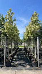 Acer platanoides drummondi esdoorn bomen in pot, Tuin en Terras, Planten | Bomen, Ophalen of Verzenden, In pot