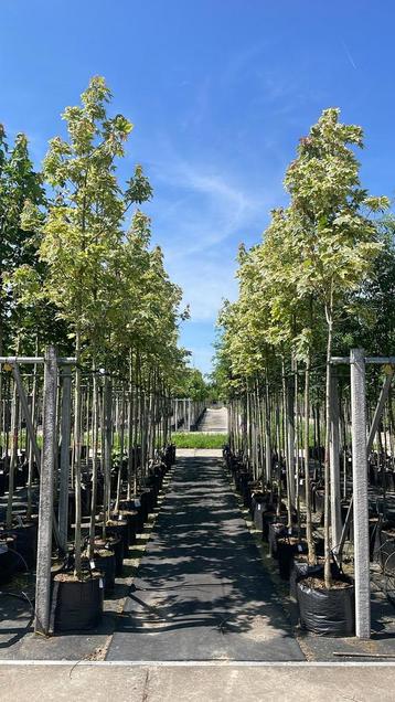 Acer platanoides drummondi esdoorn bomen in pot beschikbaar voor biedingen