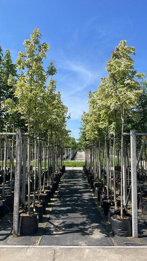 Acer platanoides drummondi esdoorn bomen in pot, Tuin en Terras, Planten | Bomen, In pot, Ophalen of Verzenden