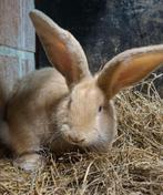 Vlaamse reus rammelaar, Dieren en Toebehoren, Konijnen, Mannelijk, Groot, 0 tot 2 jaar