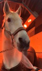 Lieve pittige maar eerlijke merrie te koop, Dieren en Toebehoren, Paarden, Merrie, Niet van toepassing, Gechipt, 160 tot 165 cm