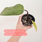 Diverse plantjes epipremnun monstera hoya raphidophora, Huis en Inrichting, Kamerplanten, Ophalen