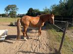 Leuke recreatie merrie, Dieren en Toebehoren, Paarden, Merrie
