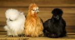 Zijdehoentjes, Dieren en Toebehoren, Pluimvee, Geslacht onbekend