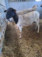 Dorper ooi, Dieren en Toebehoren, Schapen, Geiten en Varkens, Vrouwelijk, Schaap, 0 tot 2 jaar