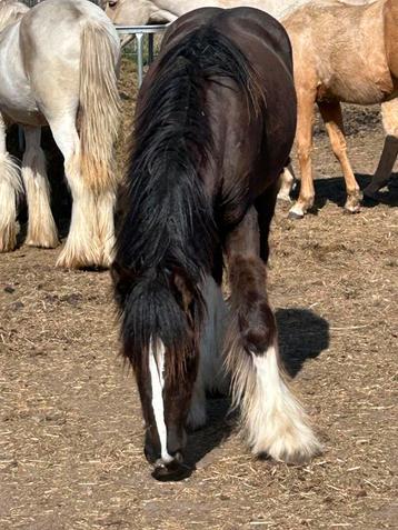 jaarling tinker merrie, Jument, Avec pedigree