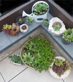 Vetplantje Huislook en Sedum: 2 stuks voor 1€, Ophalen, Bodembedekkers, Volle zon, Vaste plant
