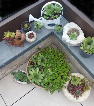 Vetplantje Huislook en Sedum: 2 stuks voor 1€ beschikbaar voor biedingen