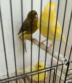 Kanaries, Dieren en Toebehoren, Vogels | Kanaries