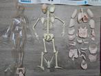 Anatomiemodel the visible woman. Is compleet!, Ophalen, Zo goed als nieuw