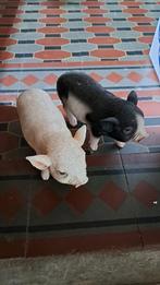 Twee varkens beeldjes, Enlèvement ou Envoi