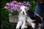 Australische Herder pups, Dieren en Toebehoren, Honden | Herdershonden en Veedrijvers, CDV (hondenziekte), Meerdere, 8 tot 15 weken
