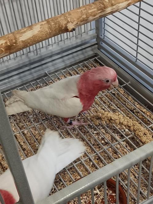 Tamme baby Lutino rose Kakatoes met DNA en getest op alle zi, Dieren en Toebehoren, Vogels | Parkieten en Papegaaien, Papegaai