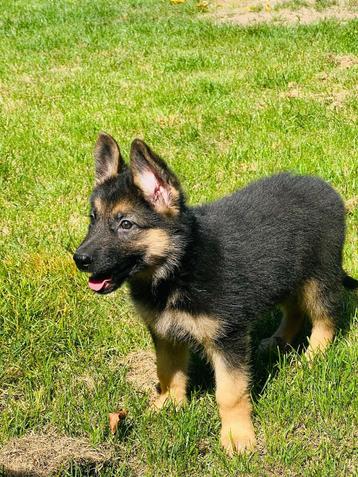 Chiots de berger allemand belge à vendre !