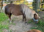 Shetlandpony merrie, Dieren en Toebehoren, Merrie