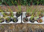 japans bloedgras, Tuin en Terras, Planten | Tuinplanten, Ophalen, Vaste plant