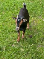 Prachtig klein dwerggeitje, Dieren en Toebehoren, Schapen, Geiten en Varkens