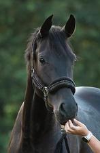 Bloedmooie, zwarte 4-jarige KWPN merrie, Dieren en Toebehoren, Paarden, Merrie