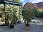 Ficussen, Tuin en Terras, Planten | Struiken en Hagen, Ophalen, Overige soorten, 100 tot 250 cm