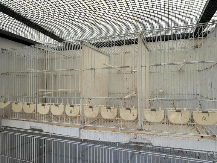 Kweekkooi, Dieren en Toebehoren, Vogels | Hokken en Kooien, Zo goed als nieuw, Ophalen