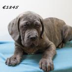 American Bully XXL pups te koop, Dieren en Toebehoren, Honden | Bulldogs, Pinschers en Molossers, 15 weken tot 1 jaar, Buitenland