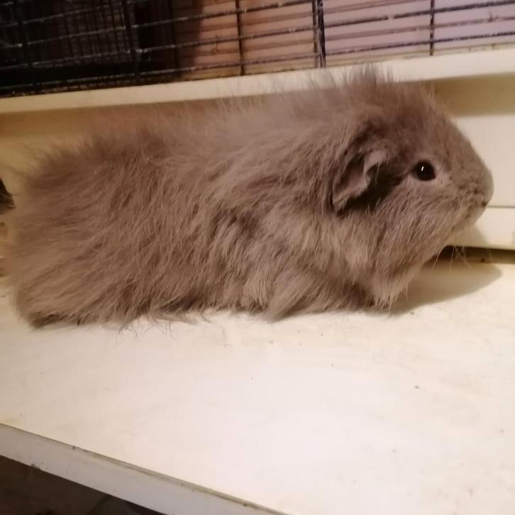 2 Ch teddy beertjes, Dieren en Toebehoren, Knaagdieren, Cavia, Maart