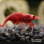 Red Sakura Neocaridina garnalen, Kreeft, Krab of Garnaal, Zoetwatervis, Schoolvis