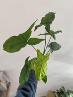 Syngonium mojito / mottled, Huis en Inrichting, Kamerplanten, Overige soorten, Minder dan 100 cm, Ophalen of Verzenden, Halfschaduw