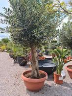 Olijfboom Olea Europaea in schaal, Tuin en Terras, Planten | Bomen, Ophalen, Olijfboom