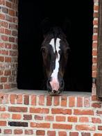 Mooie 12 jarige tinker ruin, Hongre