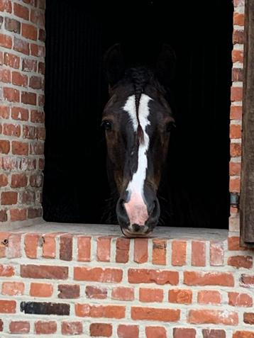 Mooie 12 jarige tinker ruin, Hongre