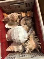 Grote schelpen, Verzamelen, Mineralen en Fossielen, Ophalen, Schelp(en)