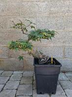 Vieux érable du japon pré bonsaï  100€, Tuin en Terras, Planten | Bomen, Ophalen