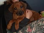 Rhodesian ridgeback pups met stamboom, Dieren en Toebehoren, Honden | Beagles, Bassets en Lopende honden, België, Fokker | Hobbymatig