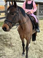 Knappe D-pony, Dieren en Toebehoren, Pony's, B, Gechipt, Ruin, 3 tot 6 jaar