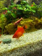 Micky mouse platy, Dieren en Toebehoren