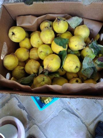 Kweeperen  beschikbaar voor biedingen