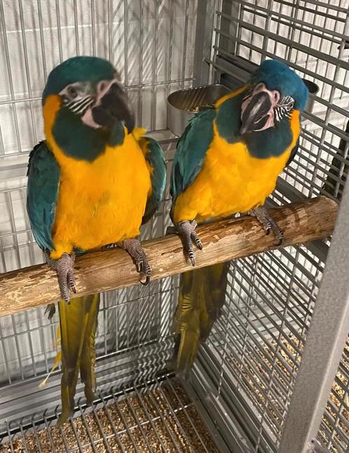 2 koppels Blauwkeel Ara's met DNA en getest op alle ziektes, Dieren en Toebehoren, Vogels | Parkieten en Papegaaien, Papegaai