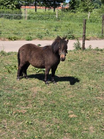Te koop mini-Shetland pony, Dieren en Toebehoren, Merrie