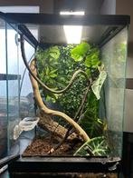 Wimper gekko + terrarium, Ophalen, Nieuw, Terrarium of Paludarium