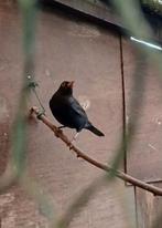 Merel mutatie man, Dieren en Toebehoren, Mannelijk, Wildzangvogel, Geringd