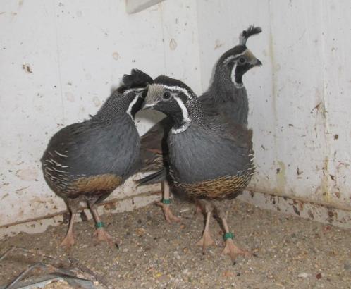 californische kuifkwartels, Dieren en Toebehoren, Pluimvee, Overige soorten, Meerdere dieren