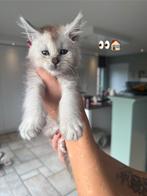 Mooie silver maine coon kittens, Poes, Gechipt, 0 tot 2 jaar