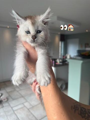 Mooie silver maine coon kittens beschikbaar voor biedingen